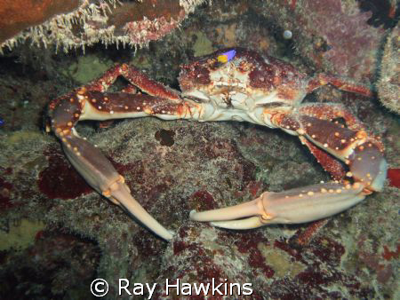 Something for lunch!  Shot with Olympus FE 360 using macr... by Ray Hawkins 