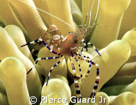 This guy was crawling all over this anemone in the sand a... by Pierce Guard Jr 