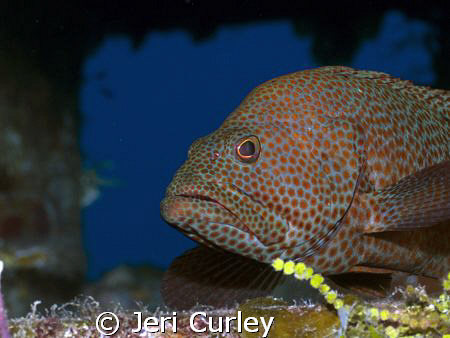 Grouper found inside a wreck in the Bahamas.  Taken with ... by Jeri Curley 