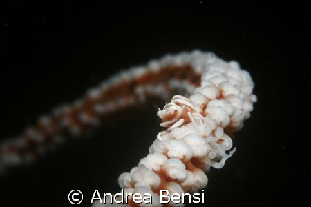 WHIP CORAL HIGHWAY. Probably Pontonides unciger, less tha... by Andrea Bensi 