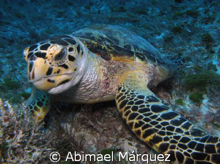 Turtle, Playa del Carmen by Abimael Márquez 