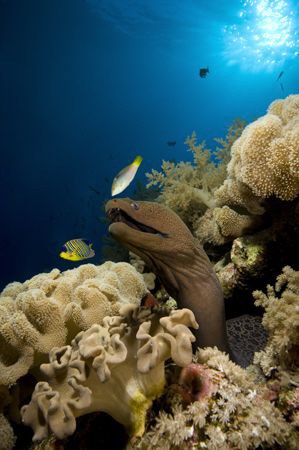 Moray at sunset. by Dray Van Beeck 