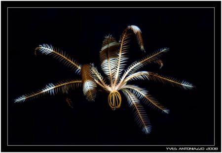 Flying away  Fuji S5 pro / 105mm by Yves Antoniazzo 