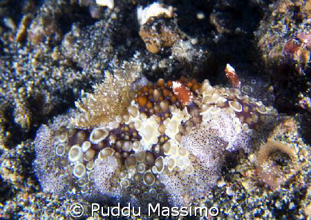 a strange type of nudi,nikon d2x 60mm macro by Puddu Massimo 