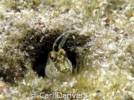 I MIGHT BE SMALL BUT DONT EVAN THINK ABOUT IT. by Carl Danvers 