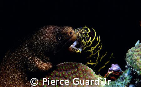 2 Moray Eels and Company.  Another case of being in the r... by Pierce Guard Jr 