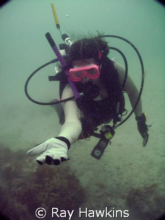 Spiders underwater.  Gulf of Mexico near Tampa Fl area (T... by Ray Hawkins 