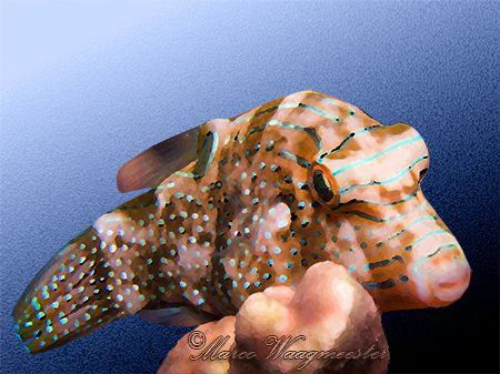 Watercolor painting of Toby (Canthigaster) - Sanur, Bali ... by Marco Waagmeester 