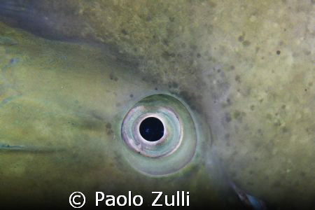 l'occhio di pappagallo,450d+60macro canon by Paolo Zulli 
