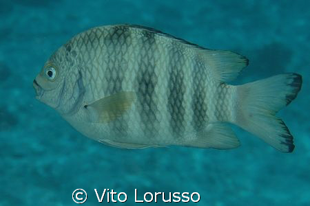Fishs by Vito Lorusso 
