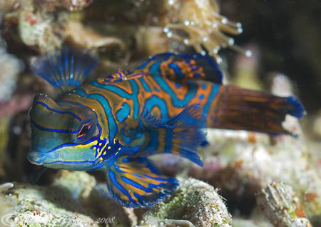 Mandarin fish. Lembeh straits. D200, 60mm. by Derek Haslam 
