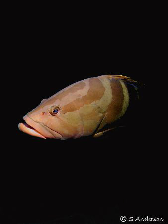 This photo of a Nassau Grouper was taken just outside the... by Steven Anderson 