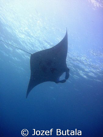 Manta-perfect design,
Canon SD750,Haloa point,Maui by Jozef Butala 