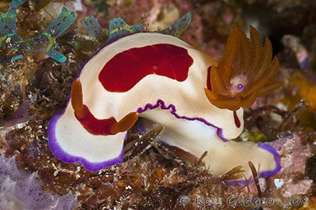 Hot off the sensor from today's dives.  Undescribed Chrom... by Ross Gudgeon 