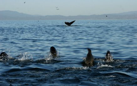 Seal and Humpbacks all happy with the amount of food in M... by Dan Lee 