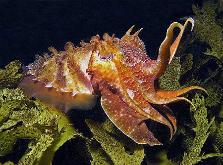 Giant Cuttle, Shark Point by Doug Anderson 