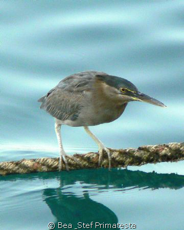 Bird by Bea & Stef Primatesta 