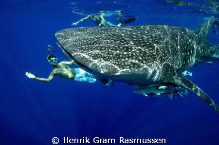 WhaleShark playing :o) We encountered this gentle giant u... by Henrik Gram Rasmussen 