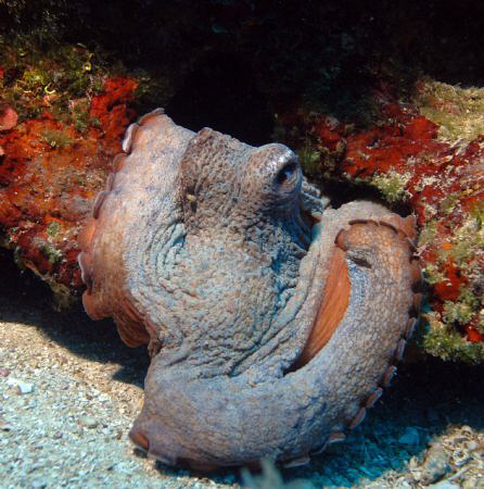 Octopus, Nikon D80, 35mm by Andy Kutsch 