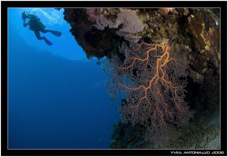 Wall dive in Kakaban island, Kalimantan  Fuji S5 Pro 10.5 mm by Yves Antoniazzo 
