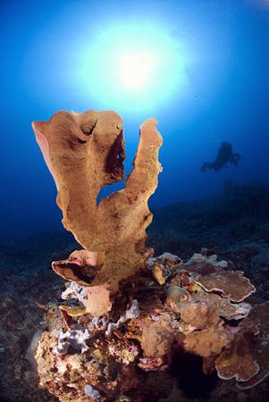 Sponge and diver. by Erika Antoniazzo 