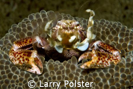 Dumageute, Philippines, D300, 105VR by Larry Polster 