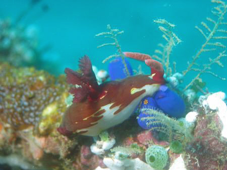 Taken at Puerto Galera, Philippines by Dennis Siau 