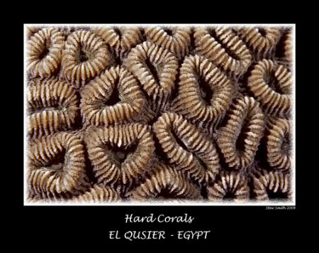 hard corals. 60mm macro by Stew Smith 