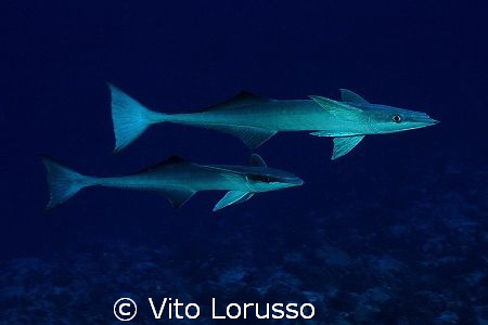 Fishs - Echeneis naucrates by Vito Lorusso 