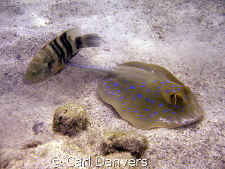 This shot was take whilst snorkling no more than 10m of t... by Carl Danvers 