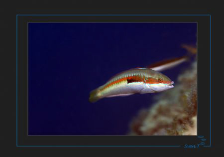 Mediterranean rainbow wrasse by Sven Tramaux 