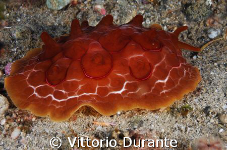 Susania testudinaria by Vittorio Durante 