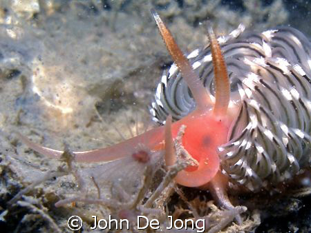 Facelina bostoniensis, close up of the head. When the vis... by John De Jong 