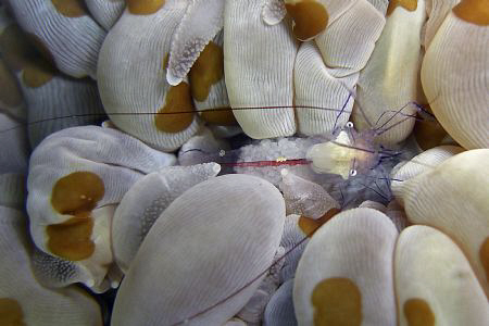 transparent female shrimp with eggs. Casio Exilim. by Andrew Macleod 