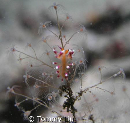 This tiny nudibranch hanging on the tree by Tommy Liu 