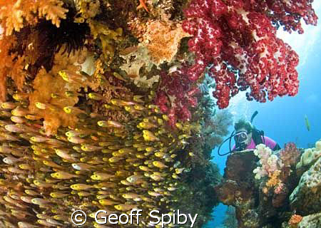 Another classic Raja Ampat scene by Geoff Spiby 