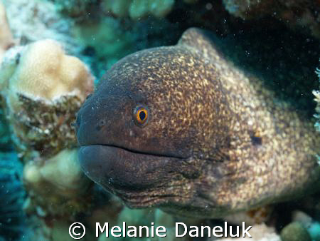 Look into my EYE!
(I'm getting braver and braver to get ... by Melanie Daneluk 
