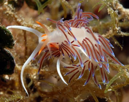 2 Nudi´s, Nikon D80, 60mm by Andy Kutsch 