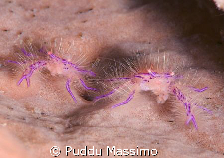 nikon d2x 60mm macro by Puddu Massimo 