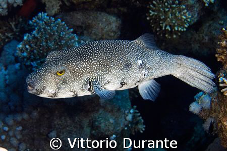Arothron Hispidus by Vittorio Durante 