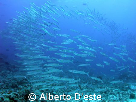 Barracuda in Blue Corner - Nikon D70S - 10.5mm - DS125 by Alberto D'este 