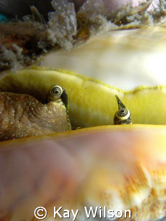 Queen Conch, Critter Corner, St. Vincent, St. Vincent and... by Kay Wilson 