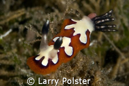 Ducomi pier, Dumageute, Philippines, D300, 105VE by Larry Polster 