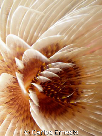 Spirographis sp.
Olympus c-7070 and Ys 60 by Carlos Ernesto 