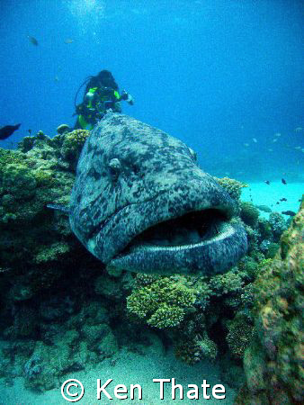 This pic was shot with Sea & Sea DX8000 wide angle very c... by Ken Thate 