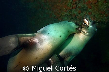 Sea lions playing into a cave. by Miguel Cortés 