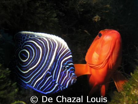 friends by De Chazal Louis 