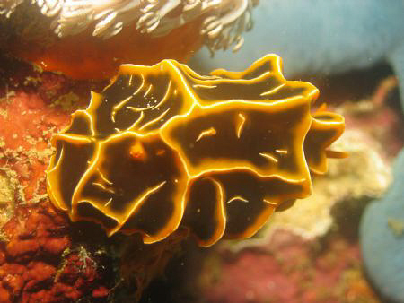 Taken at Puerto Galera, Philippines by Dennis Siau 