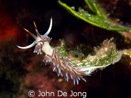Cretana peregrina. Usual I like to take the pictures from... by John De Jong 