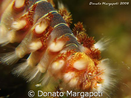 Hermodice carunculata, Torre dell'inserraglio - Lecce - I... by Donato Margapoti 